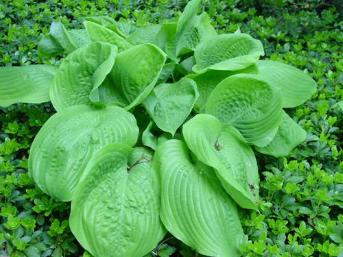 Hosta Sum and Substance